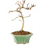 Crataegus cuneata, 18,5 cm, ± 7 ans