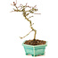 Crataegus cuneata, 21 cm, ± 7 years old