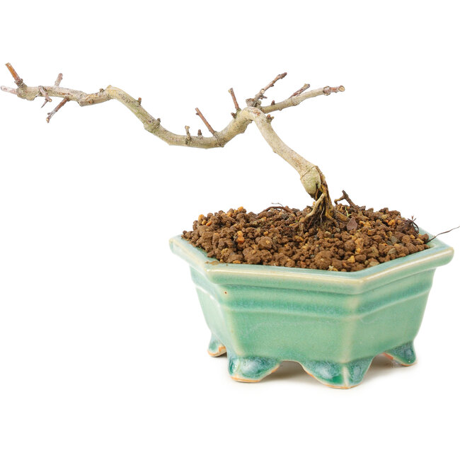 Crataegus cuneata, 8,5 cm, ± 7 ans