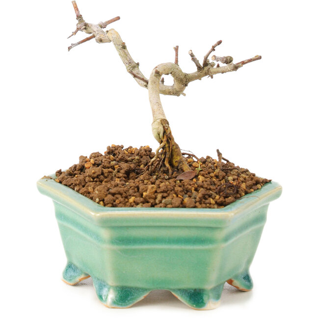 Crataegus cuneata, 8,5 cm, ± 7 anni