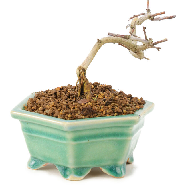 Crataegus cuneata, 8,5 cm, ± 7 years old