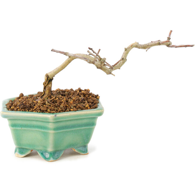 Crataegus cuneata, 8,5 cm, ± 7 años