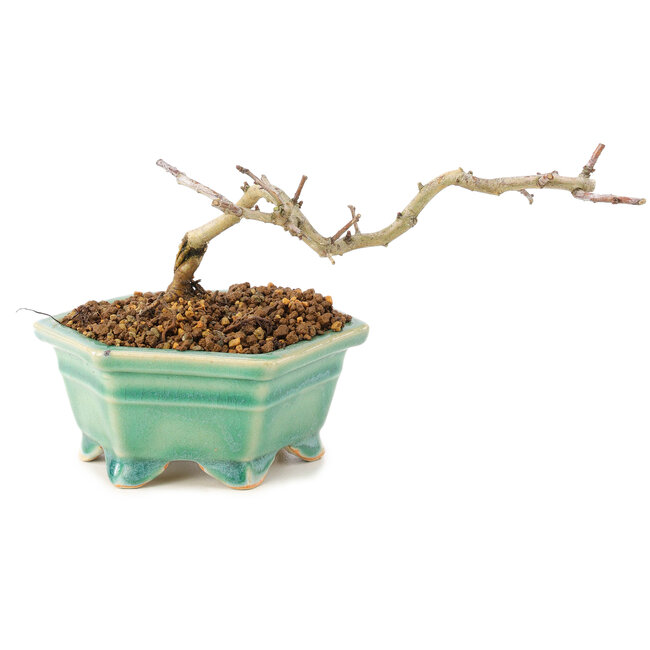 Crataegus cuneata, 8,5 cm, ± 7 Jahre alt