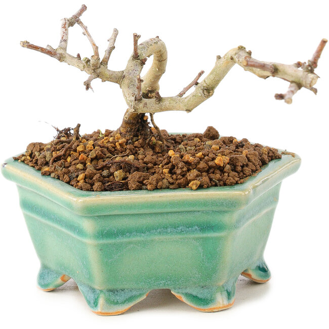 Crataegus cuneata, 8,5 cm, ± 7 años