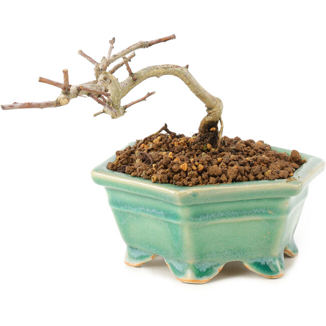 Crataegus cuneata, 8,5 cm, ± 7 jaar oud