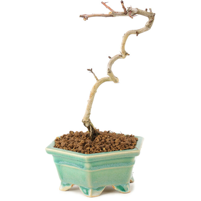 Crataegus cuneata, 18 cm, ± 7 anni