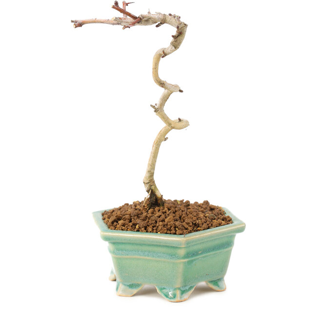 Crataegus cuneata, 18 cm, ± 7 Jahre alt