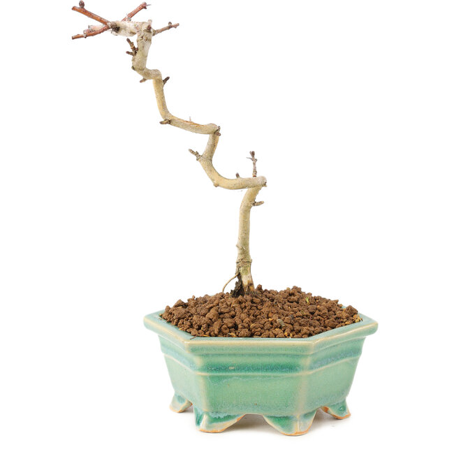 Crataegus cuneata, 18 cm, ± 7 years old