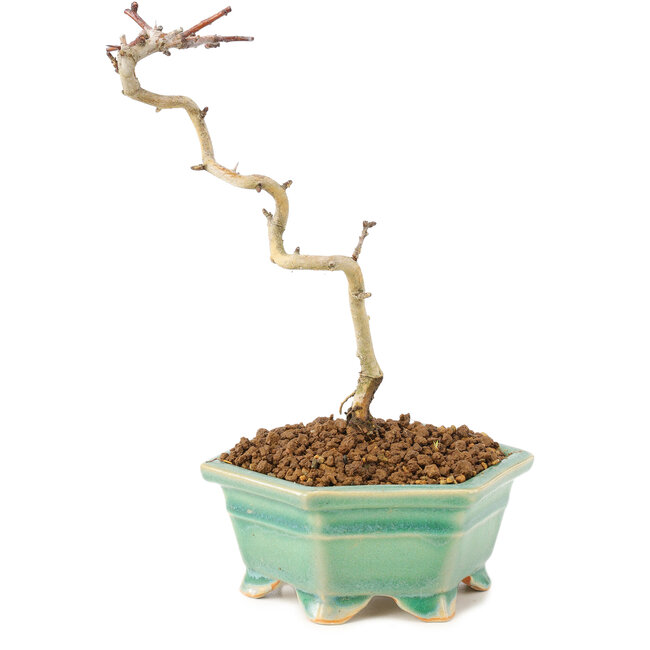 Crataegus cuneata, 18 cm, ± 7 ans