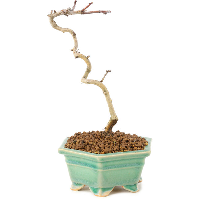 Crataegus cuneata, 18 cm, ± 7 anni