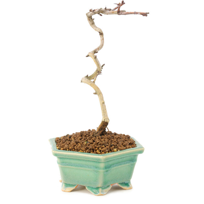 Crataegus cuneata, 18 cm, ± 7 jaar oud