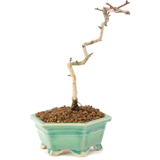 Crataegus cuneata, 18 cm, ± 7 años