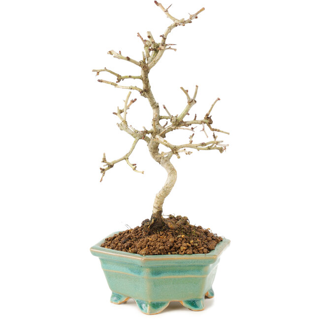 Crataegus cuneata, 22 cm, ± 7 anni