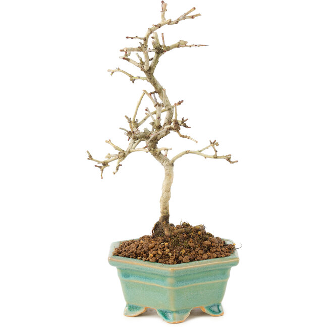 Crataegus cuneata, 22 cm, ± 7 years old