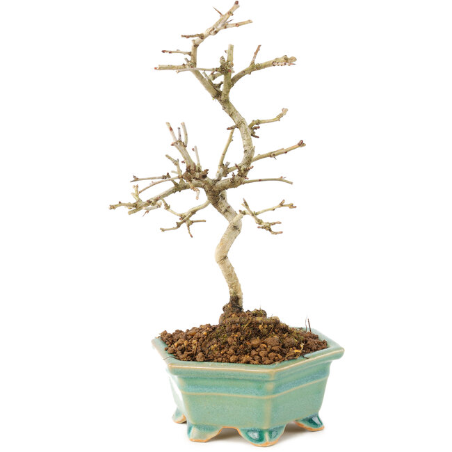 Crataegus cuneata, 22 cm, ± 7 ans