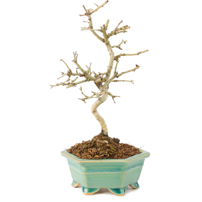 Crataegus cuneata, 22 cm, ± 7 Jahre alt