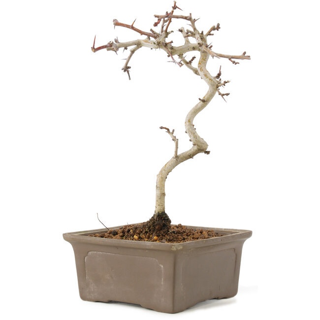 Crataegus cuneata, 22 cm, ± 7 Jahre alt