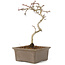 Crataegus cuneata, 22 cm, ± 7 jaar oud