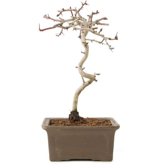 Crataegus cuneata, 22 cm, ± 7 ans