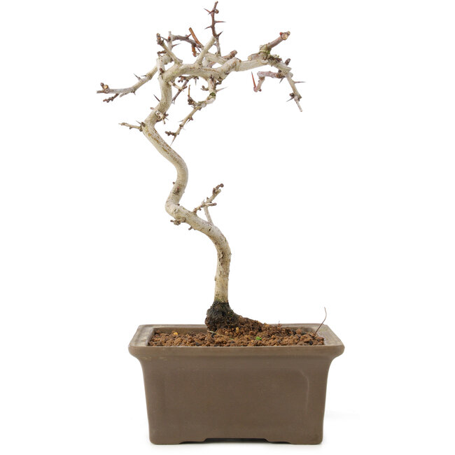 Crataegus cuneata, 22 cm, ± 7 ans