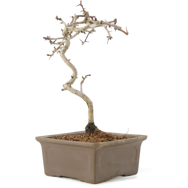 Crataegus cuneata, 22 cm, ± 7 años