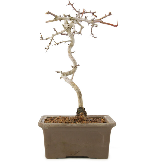 Crataegus cuneata, 22 cm, ± 7 Jahre alt