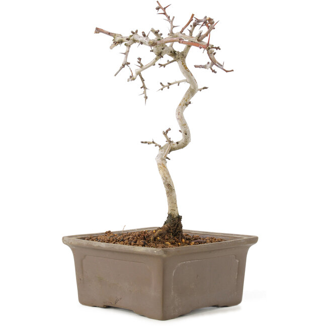 Crataegus cuneata, 22 cm, ± 7 ans