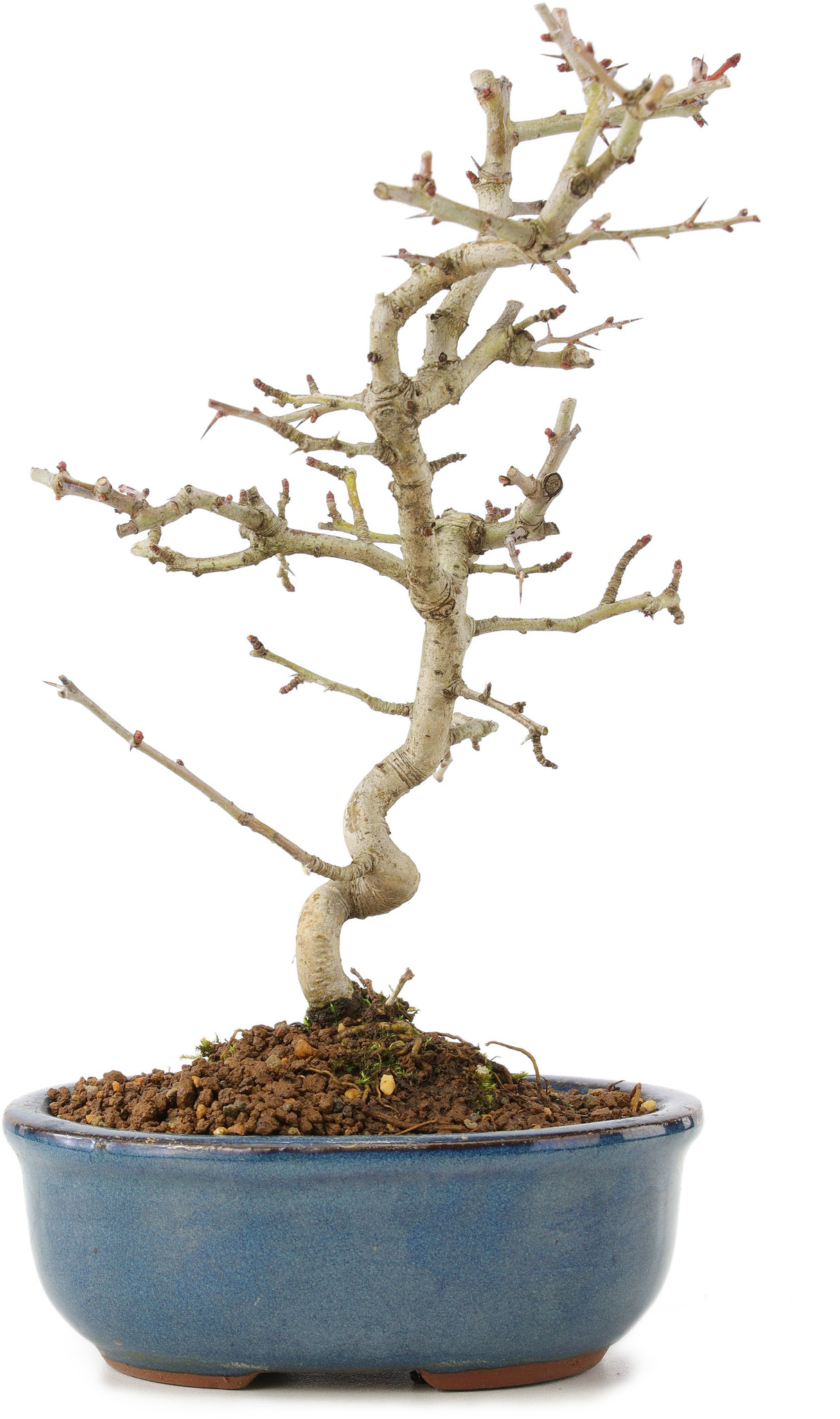 Crataegus cuneata, 22 cm,  7 years old - Bonsai Plaza