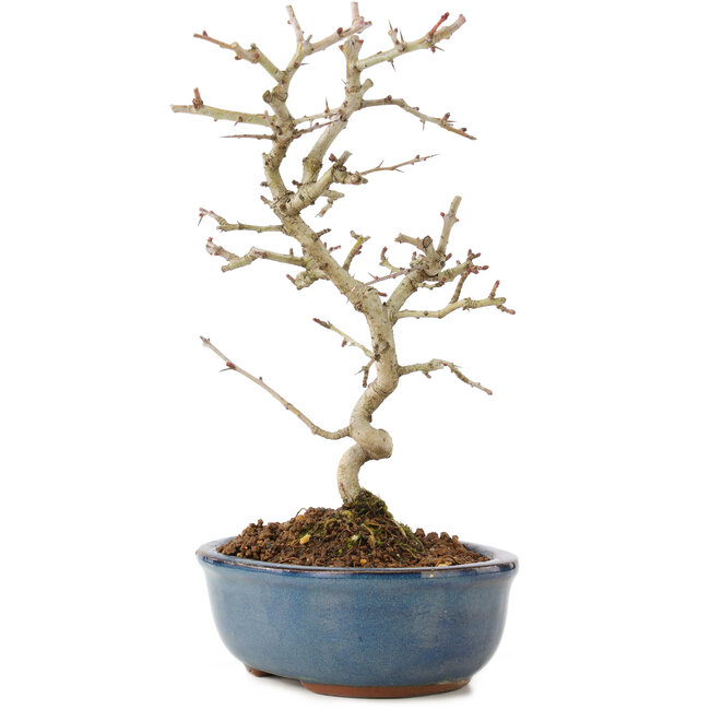 Crataegus cuneata, 22 cm, ± 7 jaar oud