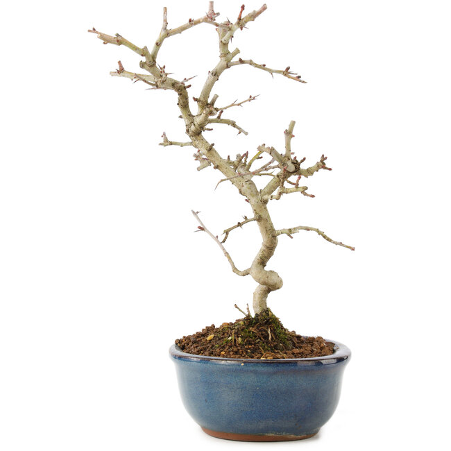 Crataegus cuneata, 22 cm, ± 7 years old