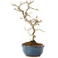 Crataegus cuneata, 22 cm, ± 7 jaar oud