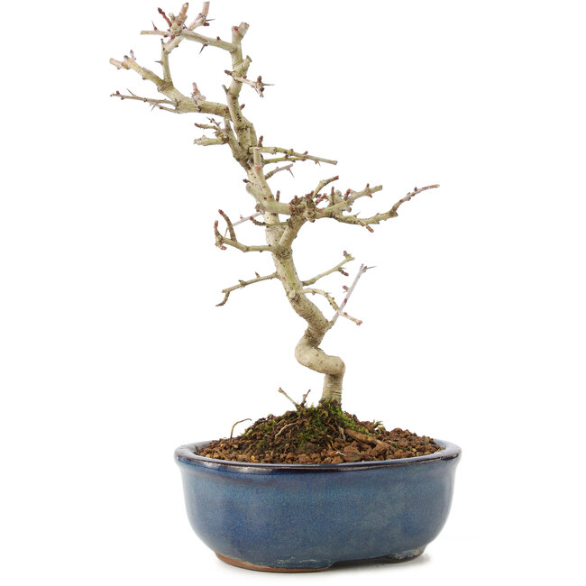 Crataegus cuneata, 22 cm, ± 7 jaar oud