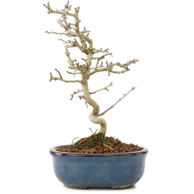 Crataegus cuneata, 22 cm, ± 7 anni