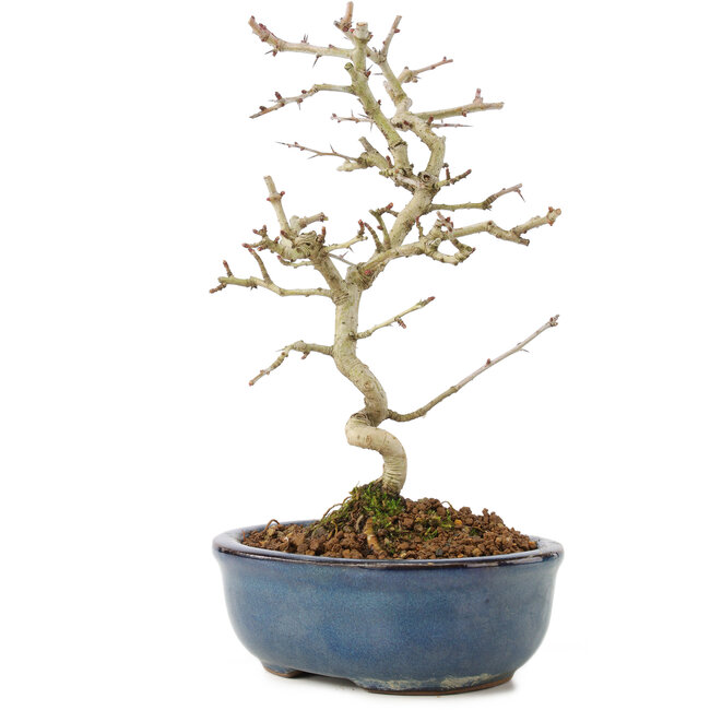 Crataegus cuneata, 22 cm, ± 7 years old