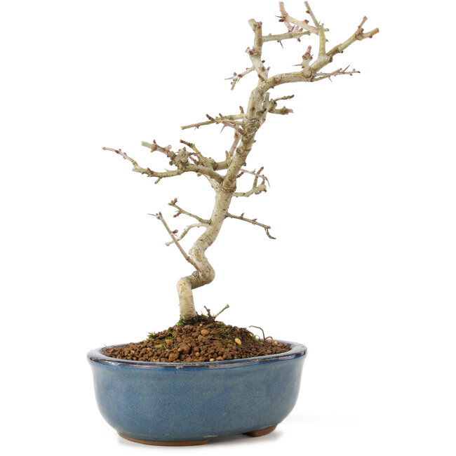 Crataegus cuneata, 22 cm, ± 7 jaar oud