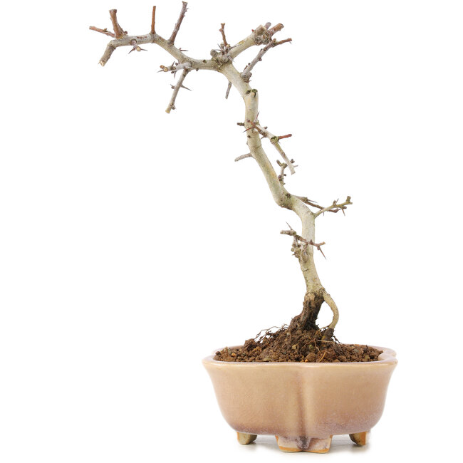 Crataegus cuneata, 21 cm, ± 7 ans