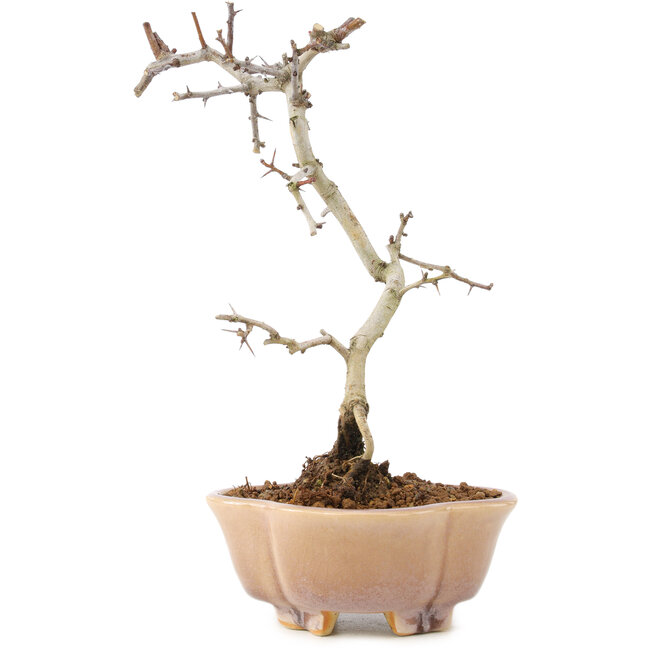 Crataegus cuneata, 21 cm, ± 7 jaar oud