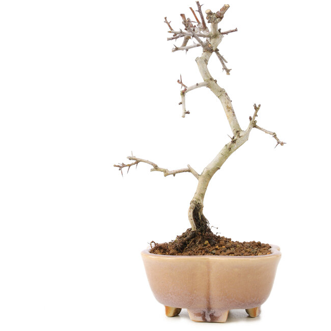 Crataegus cuneata, 21 cm, ± 7 jaar oud