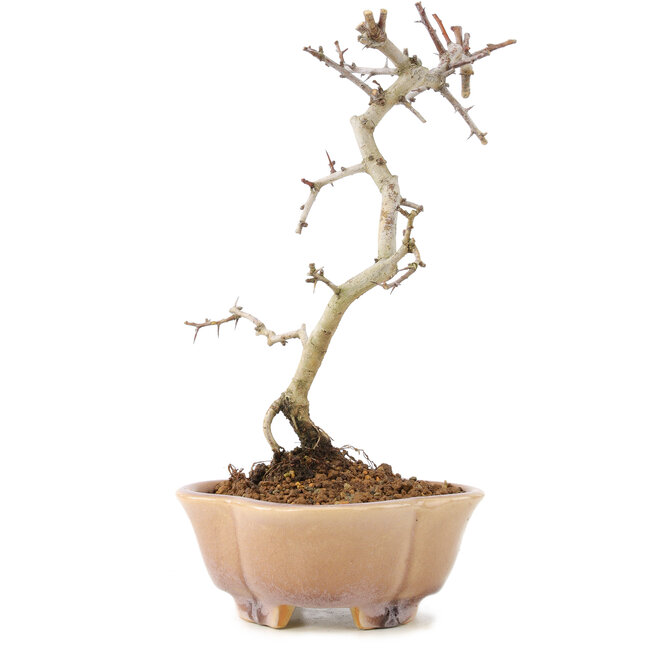 Crataegus cuneata, 21 cm, ± 7 años