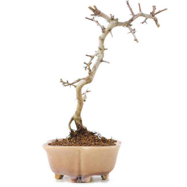 Crataegus cuneata, 21 cm, ± 7 ans