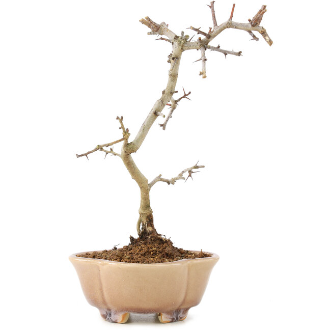 Crataegus cuneata, 21 cm, ± 7 años
