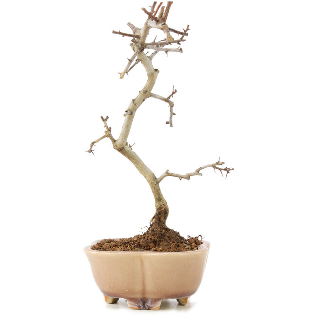 Crataegus cuneata, 21 cm, ± 7 Jahre alt