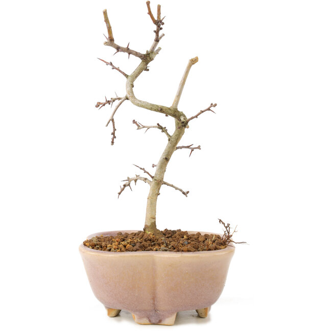 Crataegus cuneata, 18 cm, ± 7 jaar oud