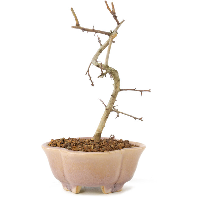 Crataegus cuneata, 18 cm, ± 7 anni