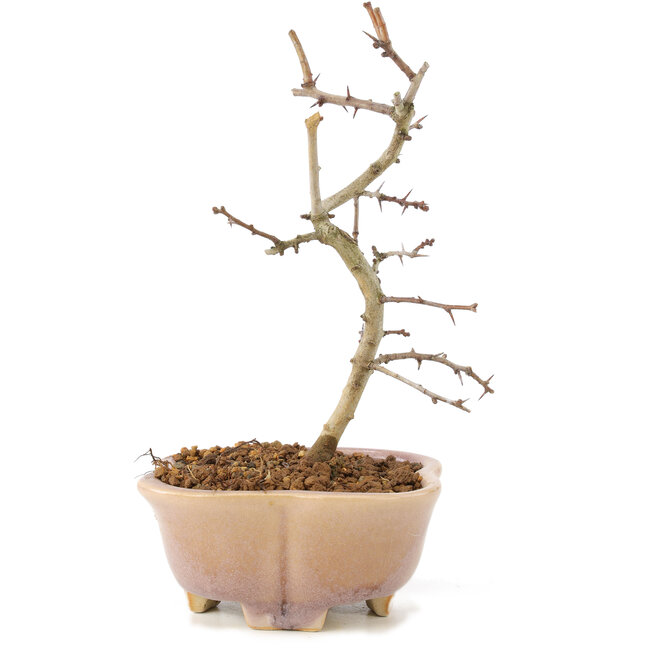 Crataegus cuneata, 18 cm, ± 7 ans