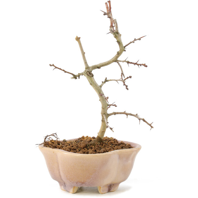 Crataegus cuneata, 18 cm, ± 7 Jahre alt