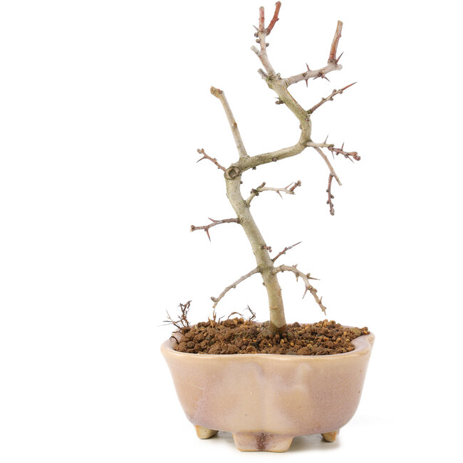 Crataegus cuneata, 18 cm, ± 7 jaar oud