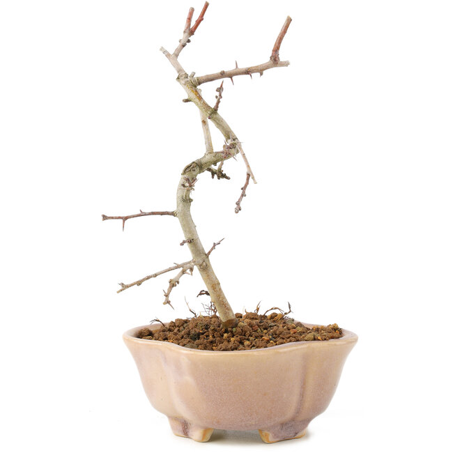 Crataegus cuneata, 18 cm, ± 7 anni