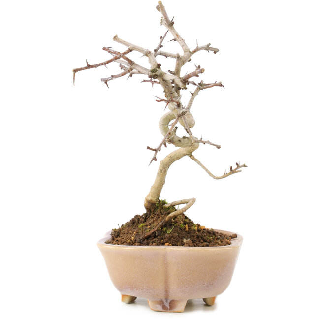 Crataegus cuneata, 19 cm, ± 7 ans