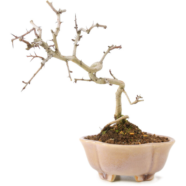 Crataegus cuneata, 19 cm, ± 7 jaar oud